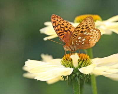  Butterfly on my Cone flower