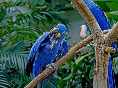 Hyacinth macaw