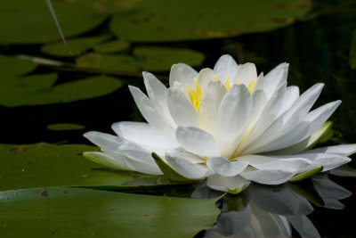 White Water Lily - Pinery Provincial Park
