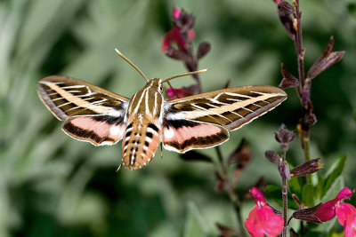 Sphinx On The Wing