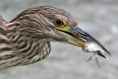 Juvenile Black-crowned Night Heron