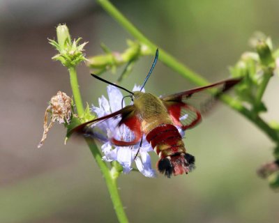   Humming bird Moth