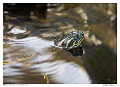 Suwanee River Cooter