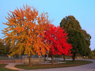 Fall Colors