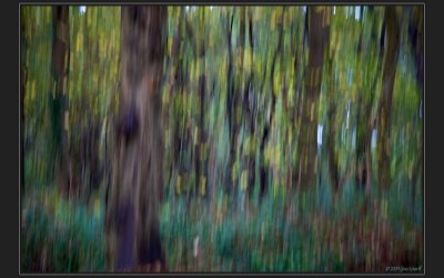 my impressionist view on the forest