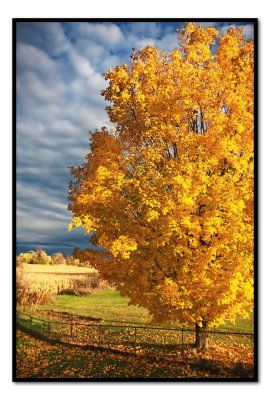 Tree in my backyard.