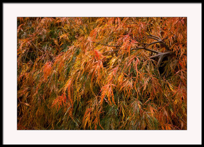 Autumnal acer