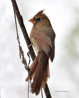  Female Cardinal