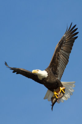 Bald Eagle with Lunch