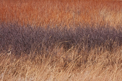 Prairie Tricolor