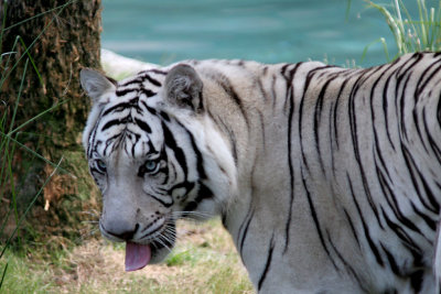 Thirsty White Tiger