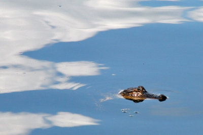 Gator in the Sky