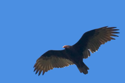 Turkey Vulture in Flight