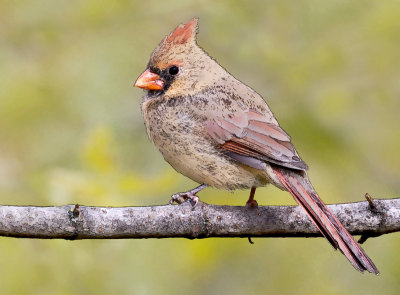 Cardinal