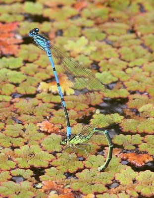 Egg Laying