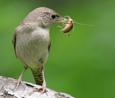 House Wren