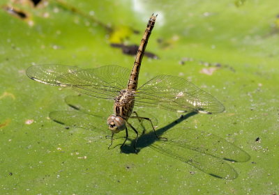 Female Dragonfly