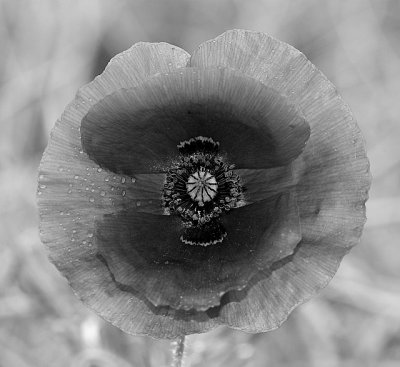 Mono Poppy