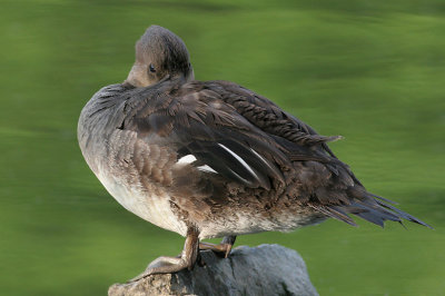 Female Hooded Merganser