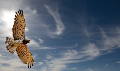 Short Toed Eagle