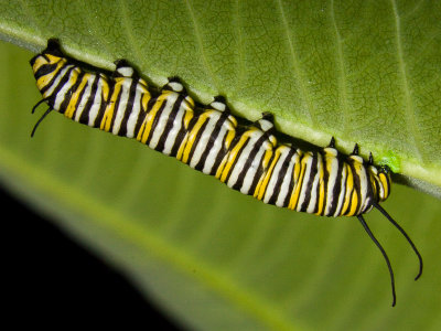 Monarch Caterpillar