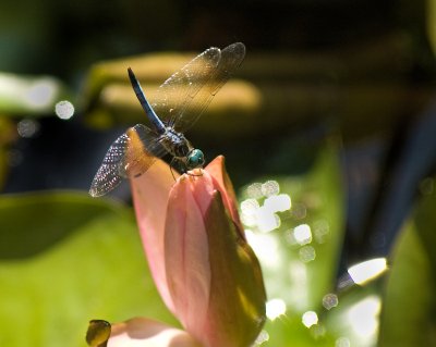 CRW_6874-2.jpg