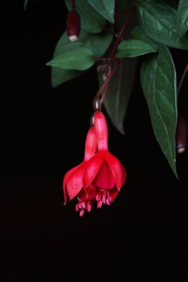 Red on red