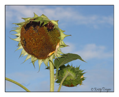 sunflower0001.jpg