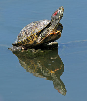 Painted Turtle