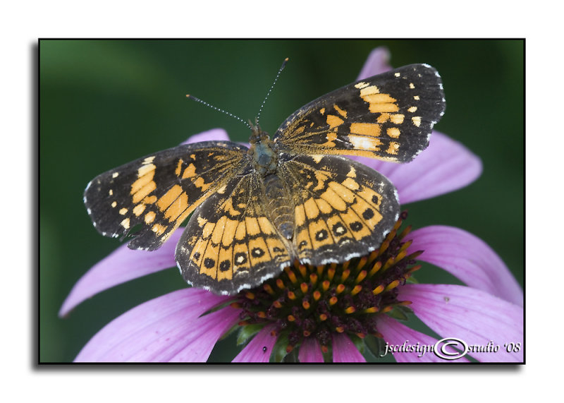 Charidryas nycteis<br>Silvery Crescentspot