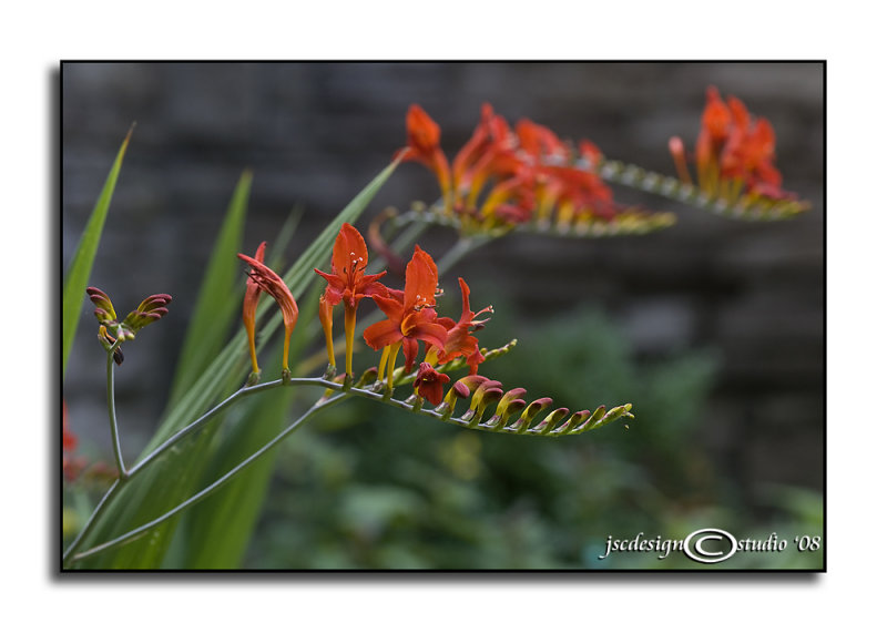 Crocosmia Lucifer