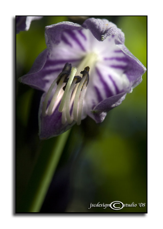 Backlight on Hosta