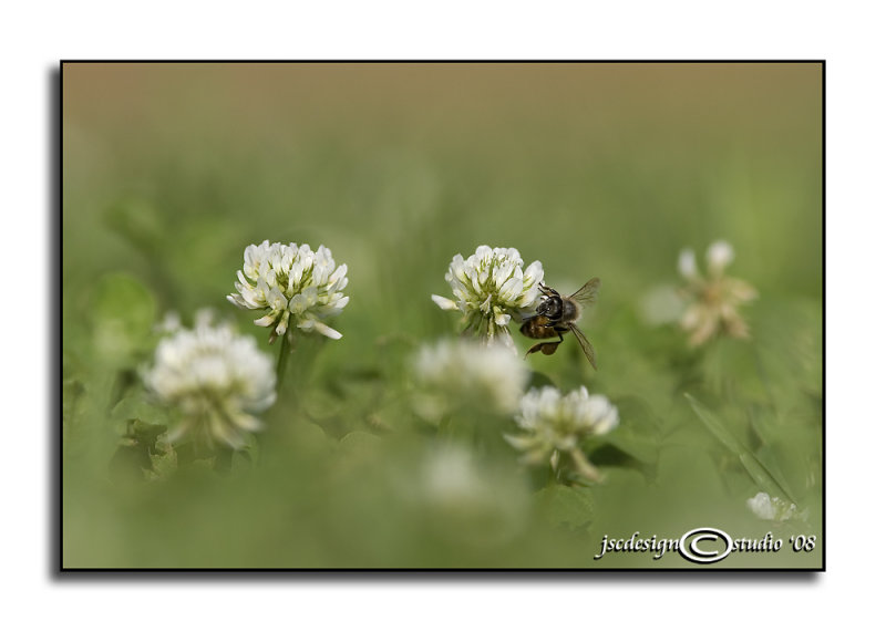 Grazing<br>July 6
