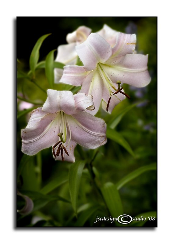 Lilium x Maywood<br>July 8