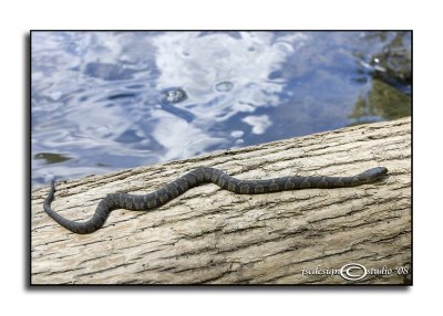Nerodia sipedon(Northern Water Snake)