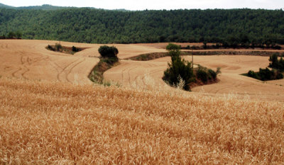 Field in Catalonia