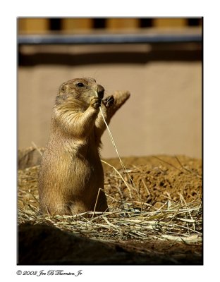 Prairie Dog