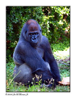 A Silverback Gorilla