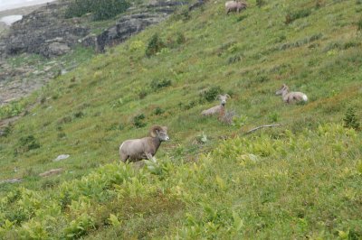 Glacier National Park - Bighorn Sheep - Highline Trail