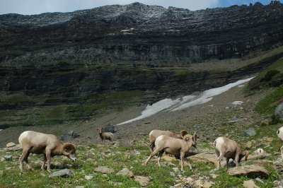 Bighorn Sheep - Highline Trail - Glacier National Park