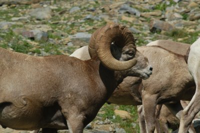 Bighorn Sheep - Highline Trail - Glacier National Park