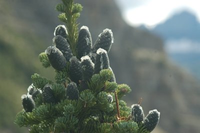 Highline Trail - Glacier National Park