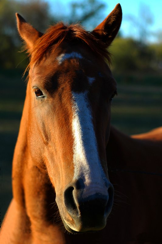 Beautiful Horse #2
