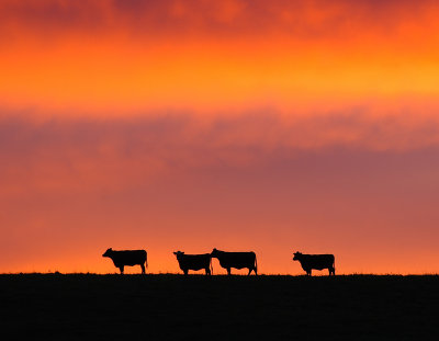 Cattle at Sunset