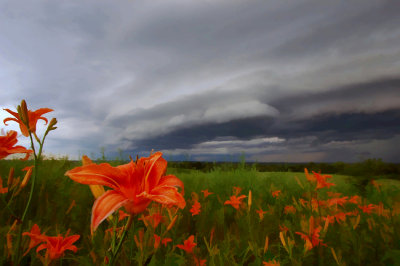 Tiger Lilies with Approaching Storm Front