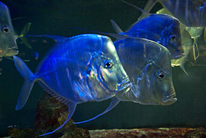 Threadfin Jack