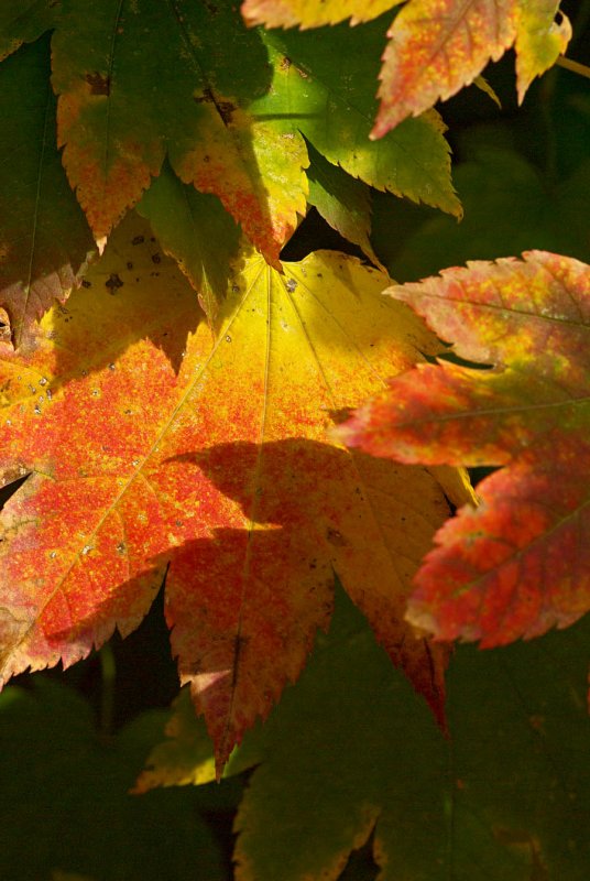 Vine Maple