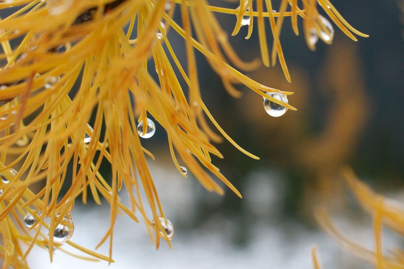 Snow drop