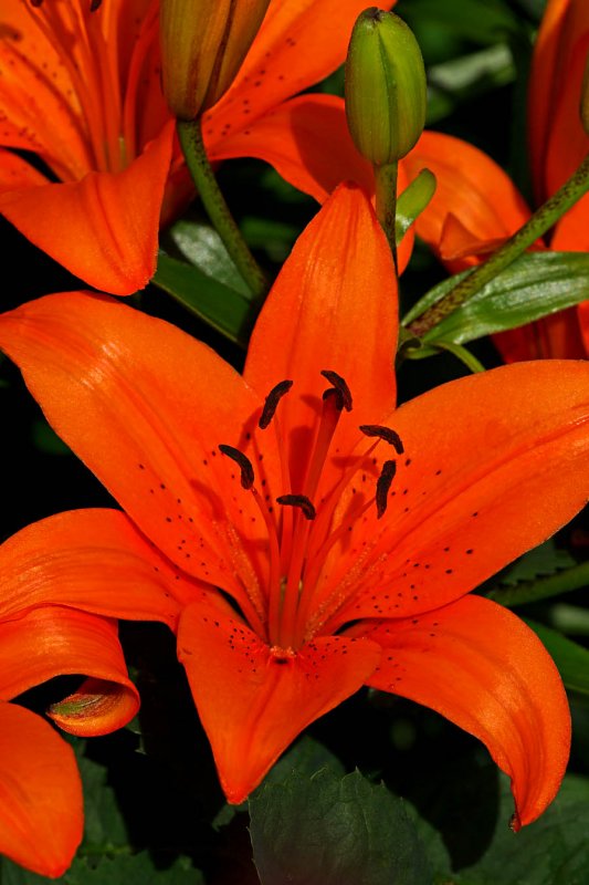 Orange Pixie