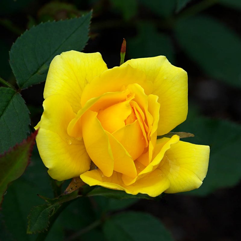 Yellow Rose